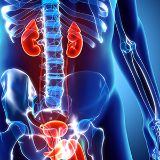 Urologia