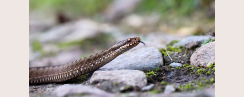 Morso della vipera: come riconoscerlo e cosa fare