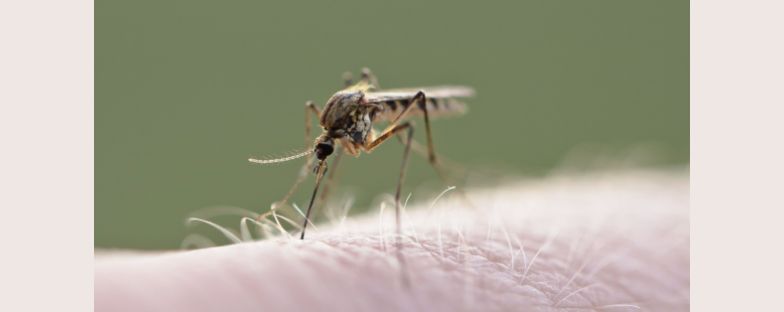 Come si prende il virus dengue e cosa fare